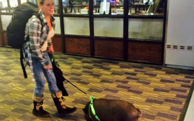 Την έδιωξαν από αεροπλάνο γιατί είχε ένα... γουρούνι (pics)