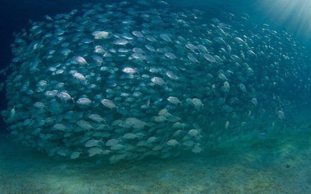 «Χορεύοντας» με τα ψάρια στις Φιλιππίνες