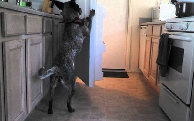 Ο σκύλος της χρονιάς: Φέρνει τη... μπύρα από το ψυγείο (vid)