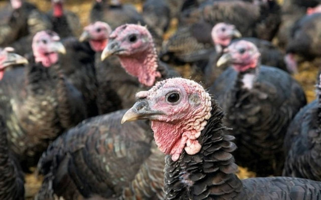 Γαλοπούλες...έκαναν φτερά από τα Φάρσαλα