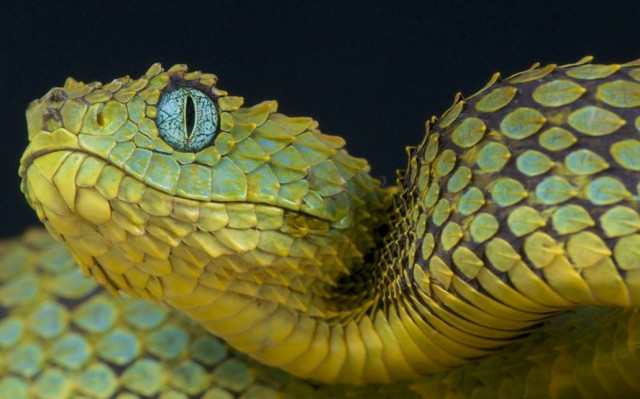 Τι κάνει μία και μόνο σταγόνα δηλητηρίου φιδιού στο αίμα