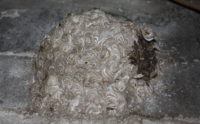 Τι έγινε όταν ο σκύλος πλησίασε τη σφηκοφωλιά (pics)