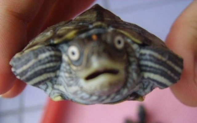 H χελώνα κι ο μπάρμαν!