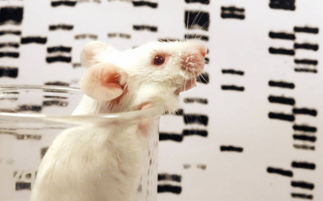 Αποκωδικοποιείται σχεδόν ολόκληρο το γονιδίωμα του ποντικού