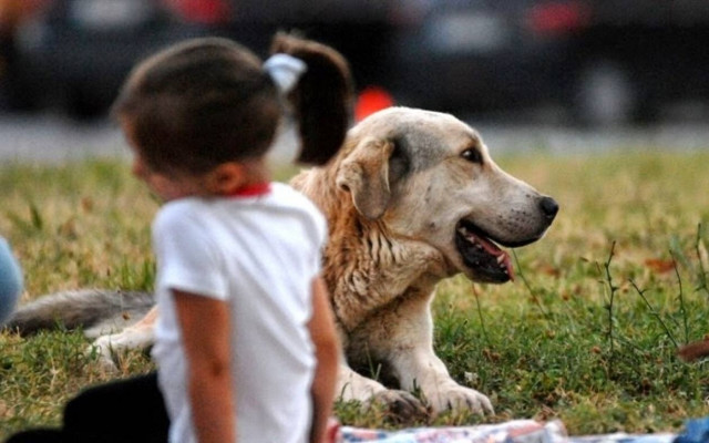 Πρόστιμο 90.000€ σε διαρρήκτες για κακοποίηση ζώου