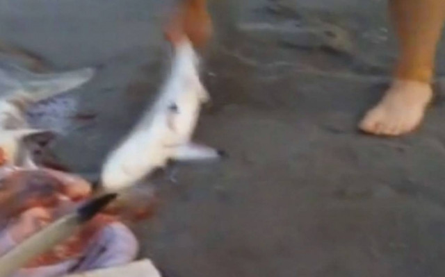 Νότια Αφρική: Ξεγέννησε καρχαρία με… καισαρική!