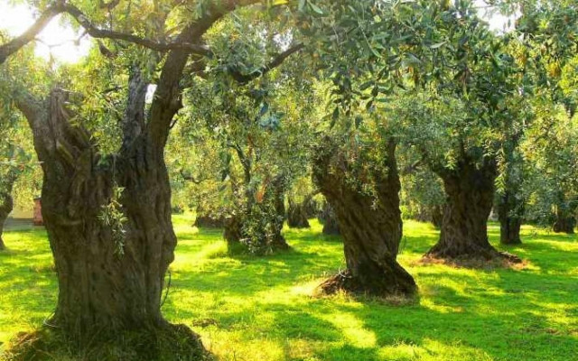 ΥΠΕΚΑ: Με 1000 ευρώ τα καταπατημένα γίνονται αγροί