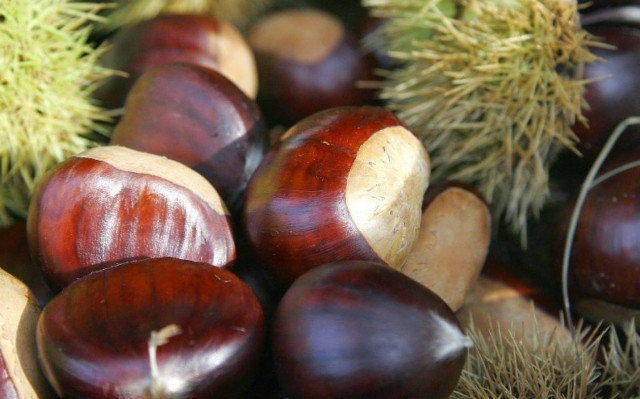 Χανιά: Νέες προοπτικές για την καλλιέργεια κάστανου