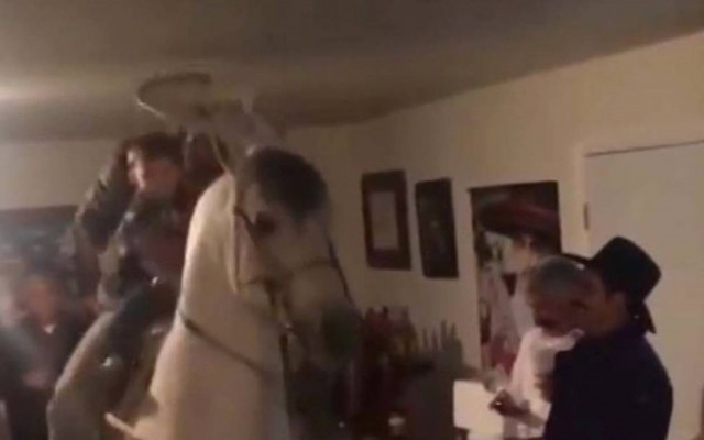 Άλογο Ανδαλουσίας χορεύει σε μεξικανικό πάρτι!