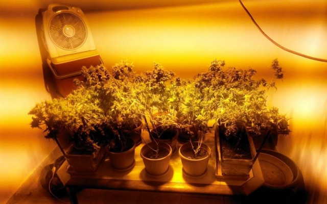 Πατέρας με τους γιους του συνελήφθησαν για χασίς στη Δράμα