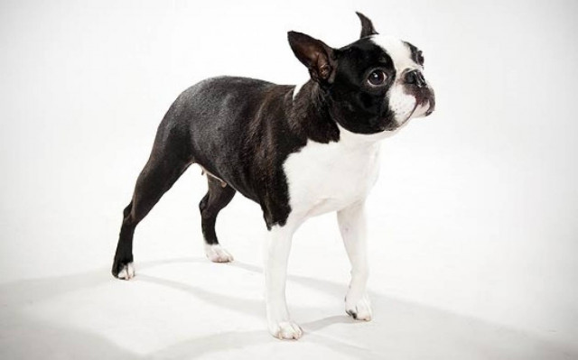 Όταν ένα boston terrier… γίνεται ξυπνητήρι!