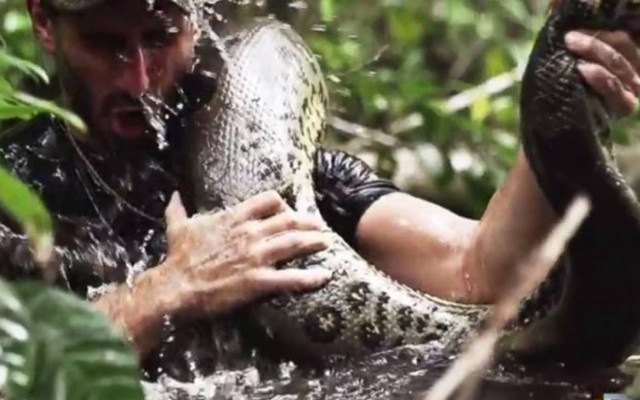 Τον κατάπιε ζωντανό ένα ανακόντα (videos)