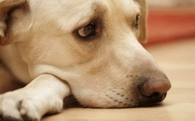 Αλλεπάλληλα κρούσματα θανάτωσης ζώων στην Πρέβεζα