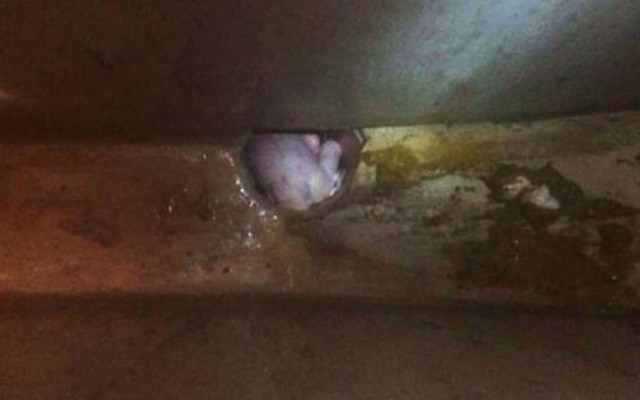 Κίνα: Πέταξε το νεογέννητο μωρό της στην τουαλέτα!