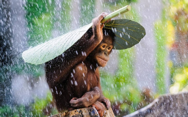Εκπληκτικές συμμετοχές στο διαγωνισμό φωτογραφίας Sony
