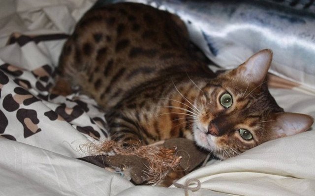 Ξενοδοχείο πολυτελείας για γάτες. Ζηλέψτε άφοβα!