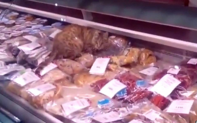 Γάτα με ακριβά γούστα (video)