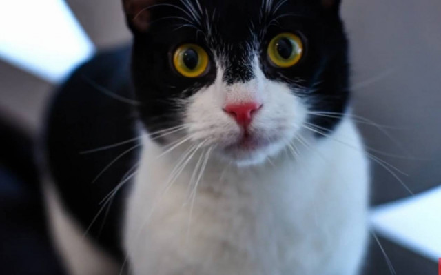 «Μιάου»: το πρώτο καφέ με γάτες στη Ν.Υόρκη