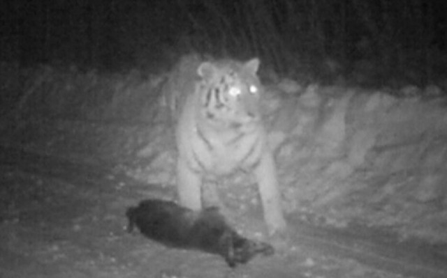 Κίνα: Η τίγρη του Πόυτιν τρώει κατοικίδιο σκύλο!