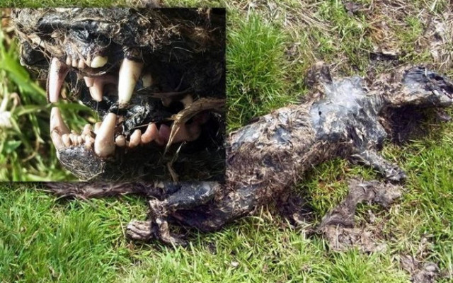 Βρετανία: Λύθηκε το μυστήριο δολοφονικού μυθικού τέρατος!