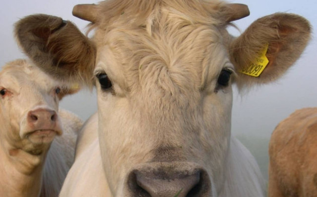 Αγελάδα δραπέτευσε από... σφαγείο!