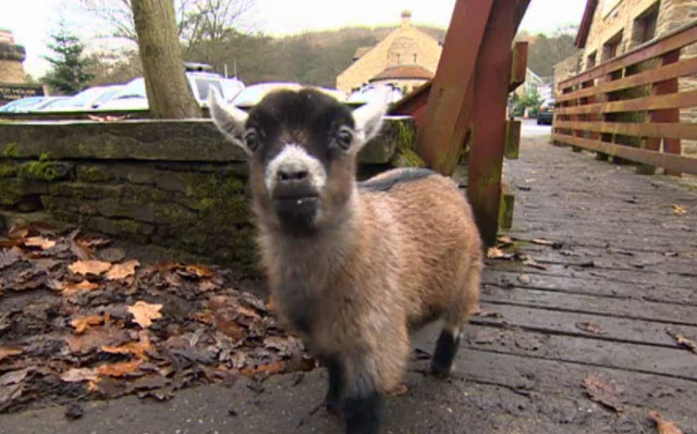 Το κατσίκι που τρέλανε το internet (Video)