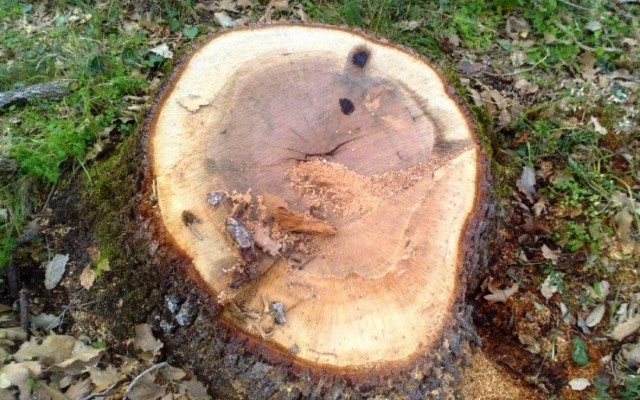 Λαθροϋλοτόμοι έκοψαν  βελανιδιές  στο δάσος Ξηρομέρου