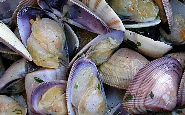 Θα γέμιζε τον Έβρο με ακατάλληλα για φάγωμα όστρακα