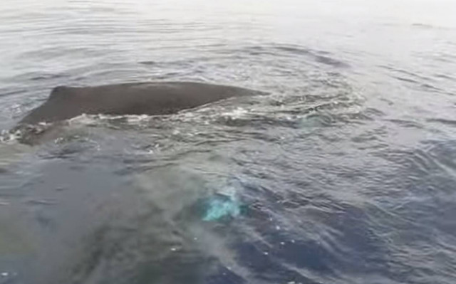 Παρέα βγήκε για ψάρεμα με... φάλαινες