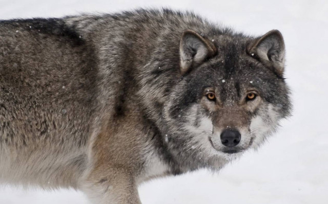 Τα «αγρίμια» επιστρέφουν στην Ευρώπη