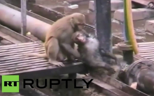 Ινδία: Μαϊμού σώζει… μαϊμού από ηλεκτροπληξία!