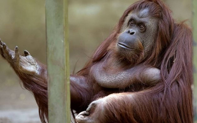 Δικαστήριο αναγνώρισε ανθρώπινα δικαιώματα σε... ουρακοτάγκο