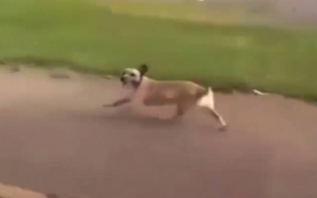 Δικαίως ο καλύτερος φίλος του ανθρώπου! (video)