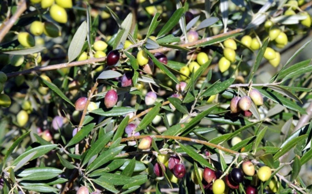 Λαμία: Μεγάλη η φετινή παραγωγή ελιάς