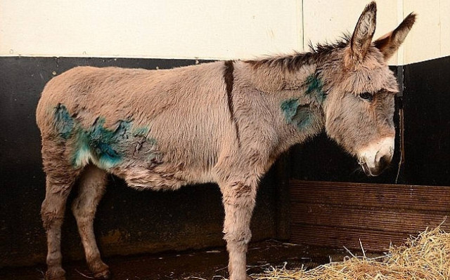 Δεκαεπτάχρονοι βασάνισαν γαϊδουράκι... φάτνης