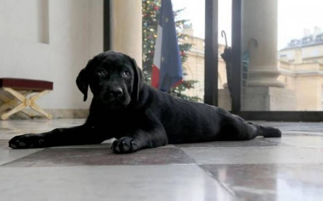 Γαλλία: Το Μέγαρο των Ηλυσίων απέκτησε και τετράποδο ένοικο