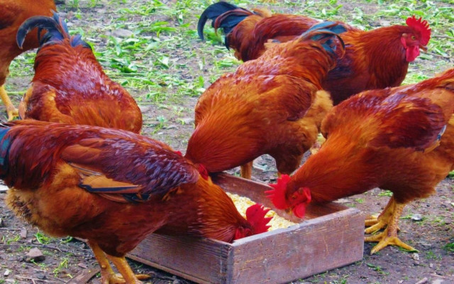 Πώς οι κότες έσωσαν τον πολιτισμό;