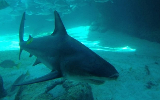 Αυστραλός τραυματίστηκε σοβαρά από καρχαρία που… ψάρεψε!