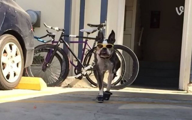 ΤΟ ΓΕΛΙΟ ΤΗΣ ΧΡΟΝΙΑΣ: Δέκα vines που αγαπήσαμε το 2014