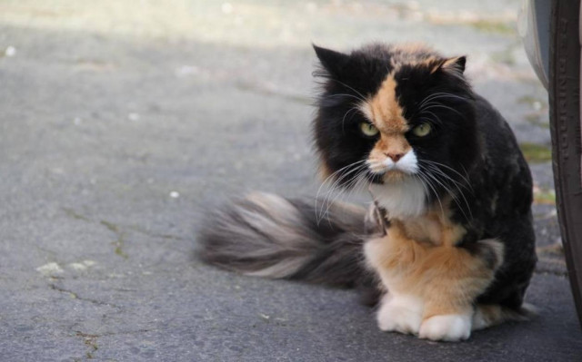 Η γάτα που αντιτίθεται, η γάτα που επιμένει (video)