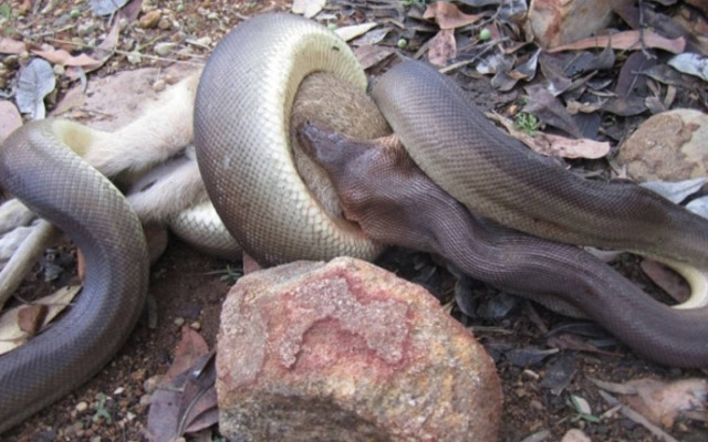 Πύθωνας καταπίνει ολόκληρο καγκουρό! (photos)