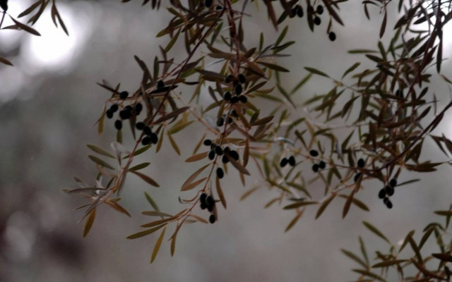 Στο νοσοκομείο πενήντα ηλικιωμένοι που μάζευαν ελιές!