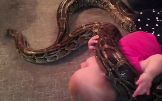 ΗΠΑ: Τεράστιος πύθωνας τυλίγεται γύρω από μωράκι!