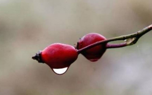 Στο 78% της κανονικής η βροχόπτωση στη Κύπρο