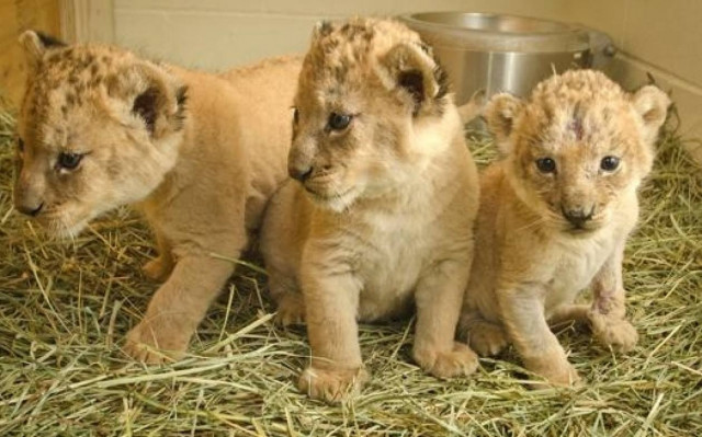 Ομπάμα, Πούτιν και Μέρκελ,... τώρα και σε λιονταράκια