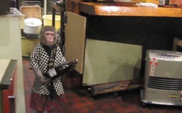 Μια μαϊμού ο καλύτερος σερβιτόρος (vid)