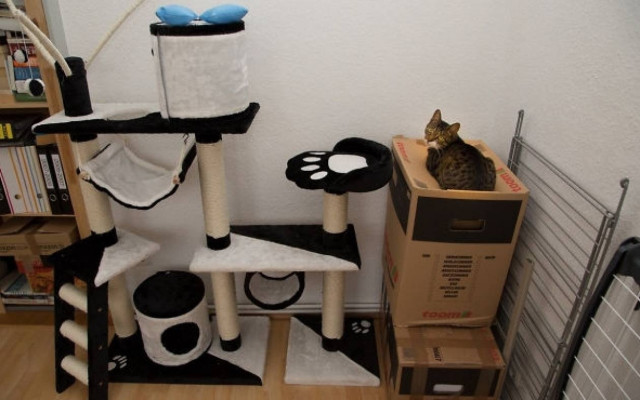 Η λογική της γάτας (photos)