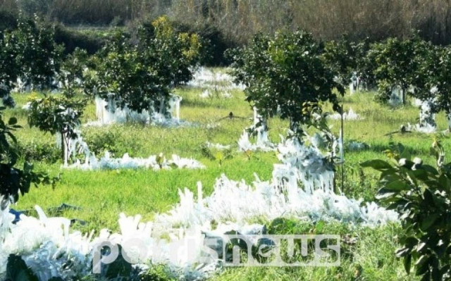 Ηλεία: Καταστράφηκαν καλλιέργειες εξαιτίας του χιονιά