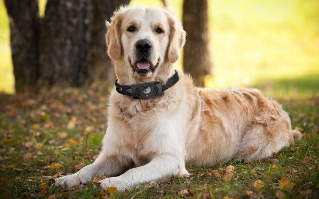 «Έξυπνο» κολάρο για σκύλους