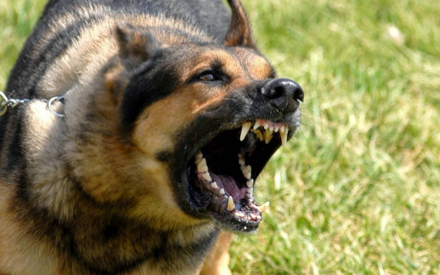 Ξάνθη: Ηλικιωμένος μεταφέρθηκε στο νοσοκομείο από επίθεση σκυλιών